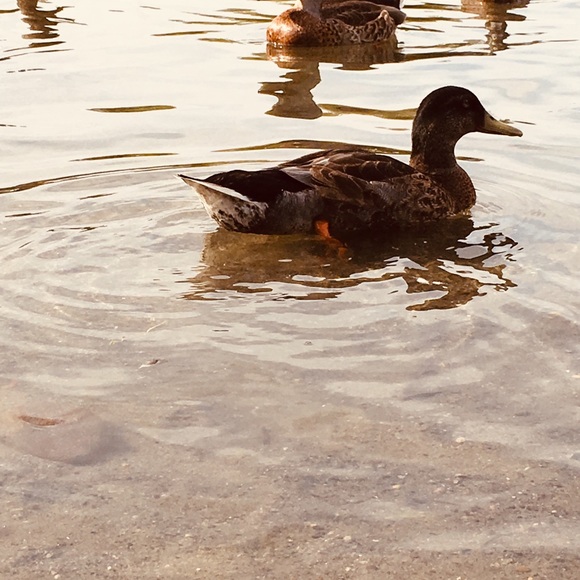 Meet your Posher, Nerissa - Picture 1 of 1